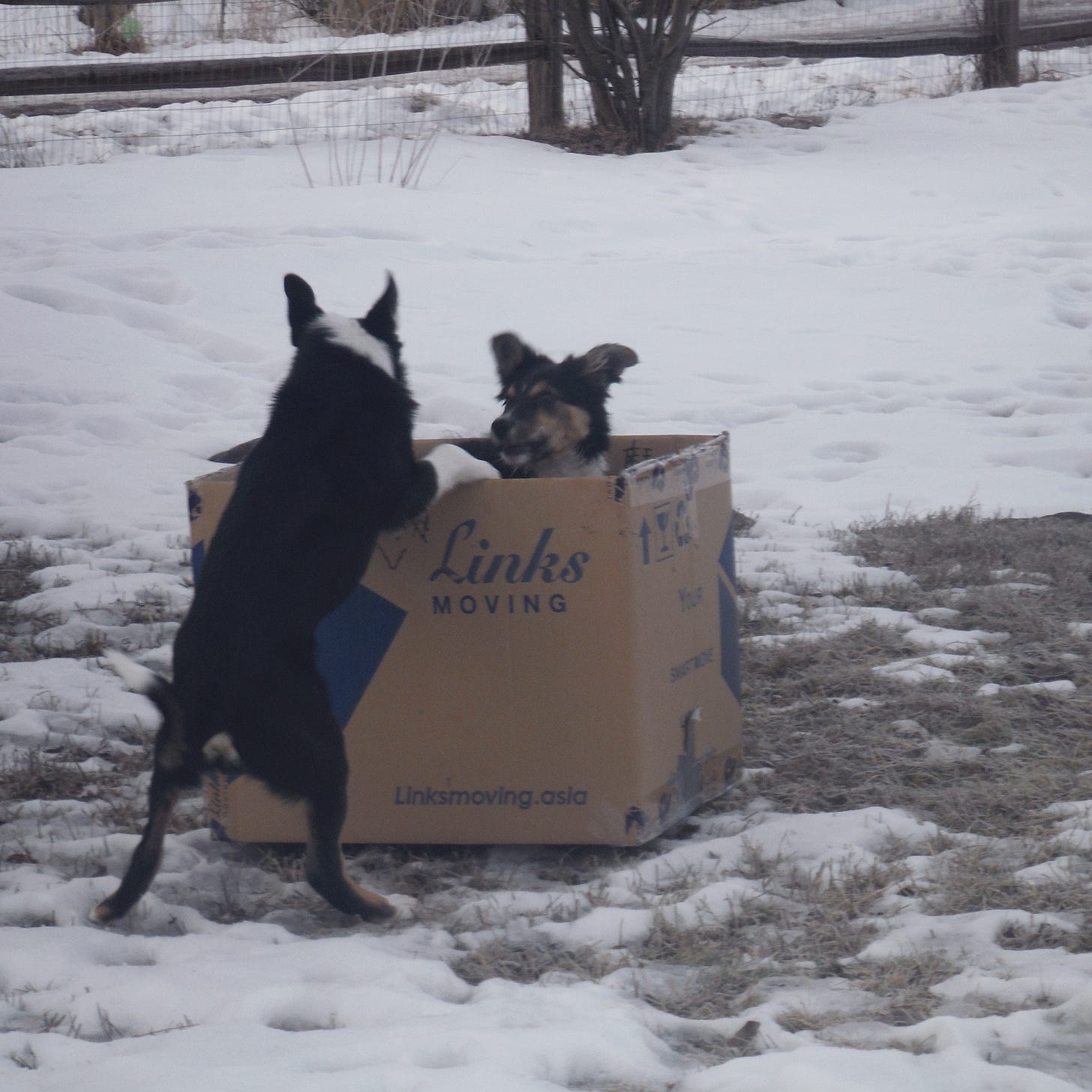 A border collie is standing up on the edge of a box, trying to convince another border inside the box to jump out