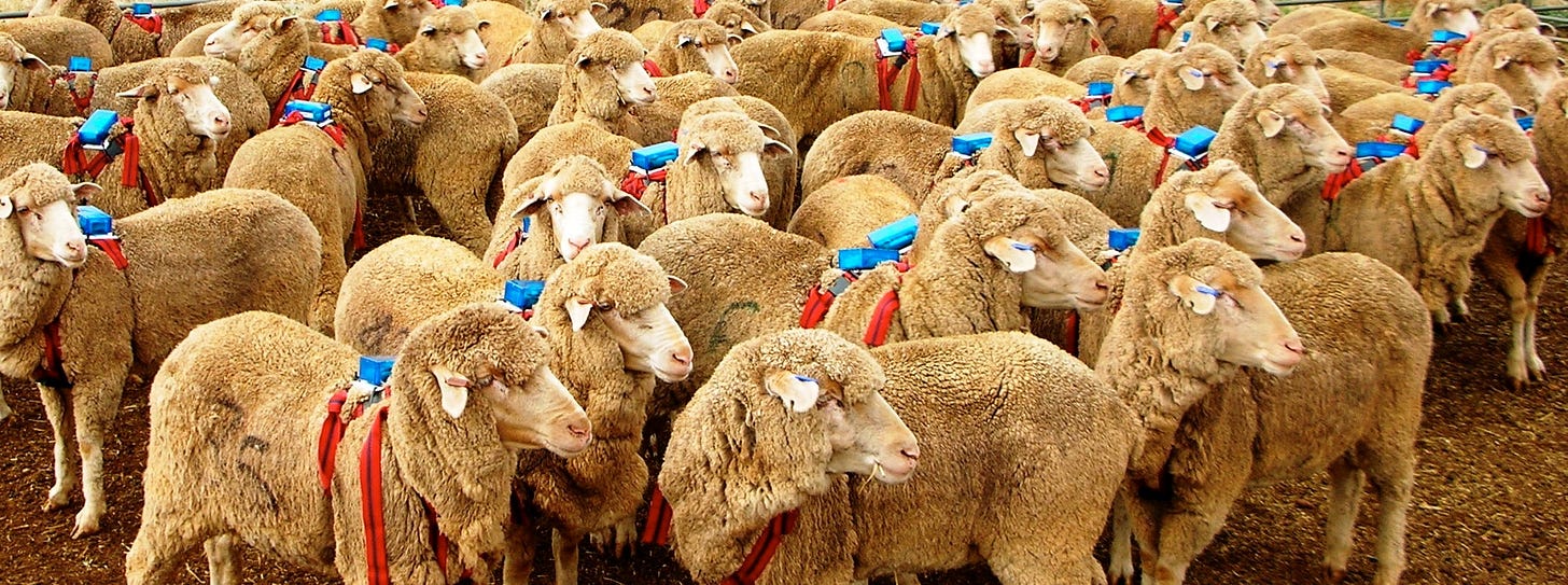 How Does The Sheep Herd Mentality Work? — Steemit