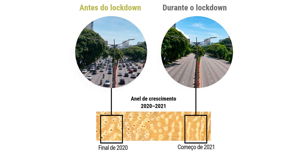 Infográfico compara a Avenida 23 de Maio, em São Paulo, antes e durante o lockdown da pandemia de covid-19. Na imagem à esquerda, a avenida apresenta tráfego intenso de veículos; à direita, as pistas estão quase vazias. Na parte inferior, uma fotografia ampliada de um anel de crescimento de tipuana, formado entre 2020 e 2021, destaca dois trechos da madeira: o primeiro corresponde ao final de 2020 e o segundo, ao início de 2021. Linhas verticais conectam cada trecho à fotografia do período correspondente. A comparação ilustra como a análise de diferentes segmentos do anel permitiu identificar mudanças na composição do carbono da madeira associadas à redução do tráfego de veículos durante o lockdown. Infográfico compara a Avenida 23 de Maio, em São Paulo, antes e durante o lockdown da pandemia de covid-19. Na imagem à esquerda, a avenida apresenta tráfego intenso de veículos; à direita, as pistas estão quase vazias. Na parte inferior, uma fotografia ampliada de um anel de crescimento de tipuana, formado entre 2020 e 2021, destaca dois trechos da madeira: o primeiro corresponde ao final de 2020 e o segundo, ao início de 2021. Linhas verticais conectam cada trecho à fotografia do período correspondente. A comparação ilustra como a análise de diferentes segmentos do anel permitiu identificar mudanças na composição do carbono da madeira associadas à redução do tráfego de veículos durante o lockdown.
