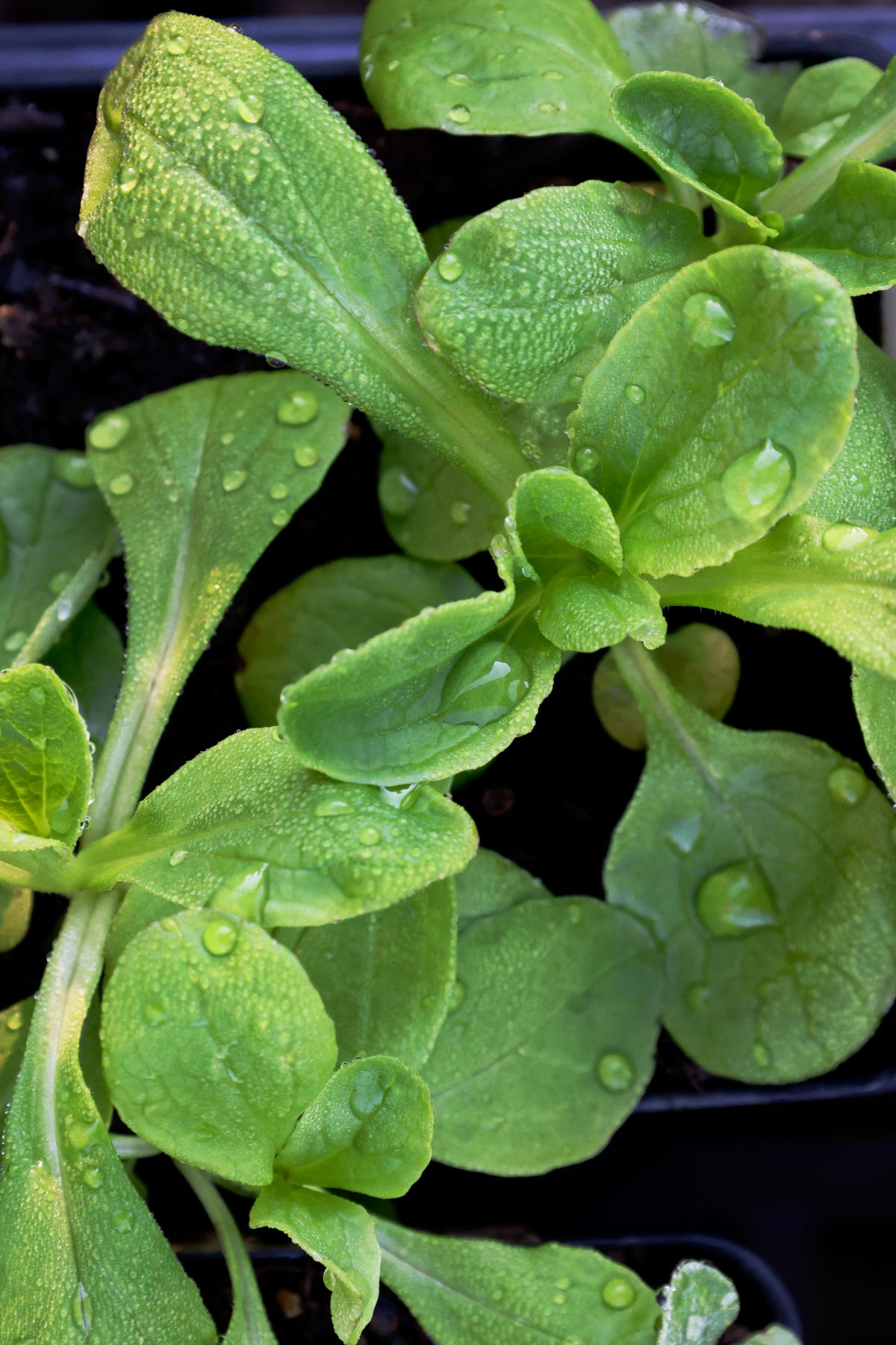 corn salad (mache) seedlings