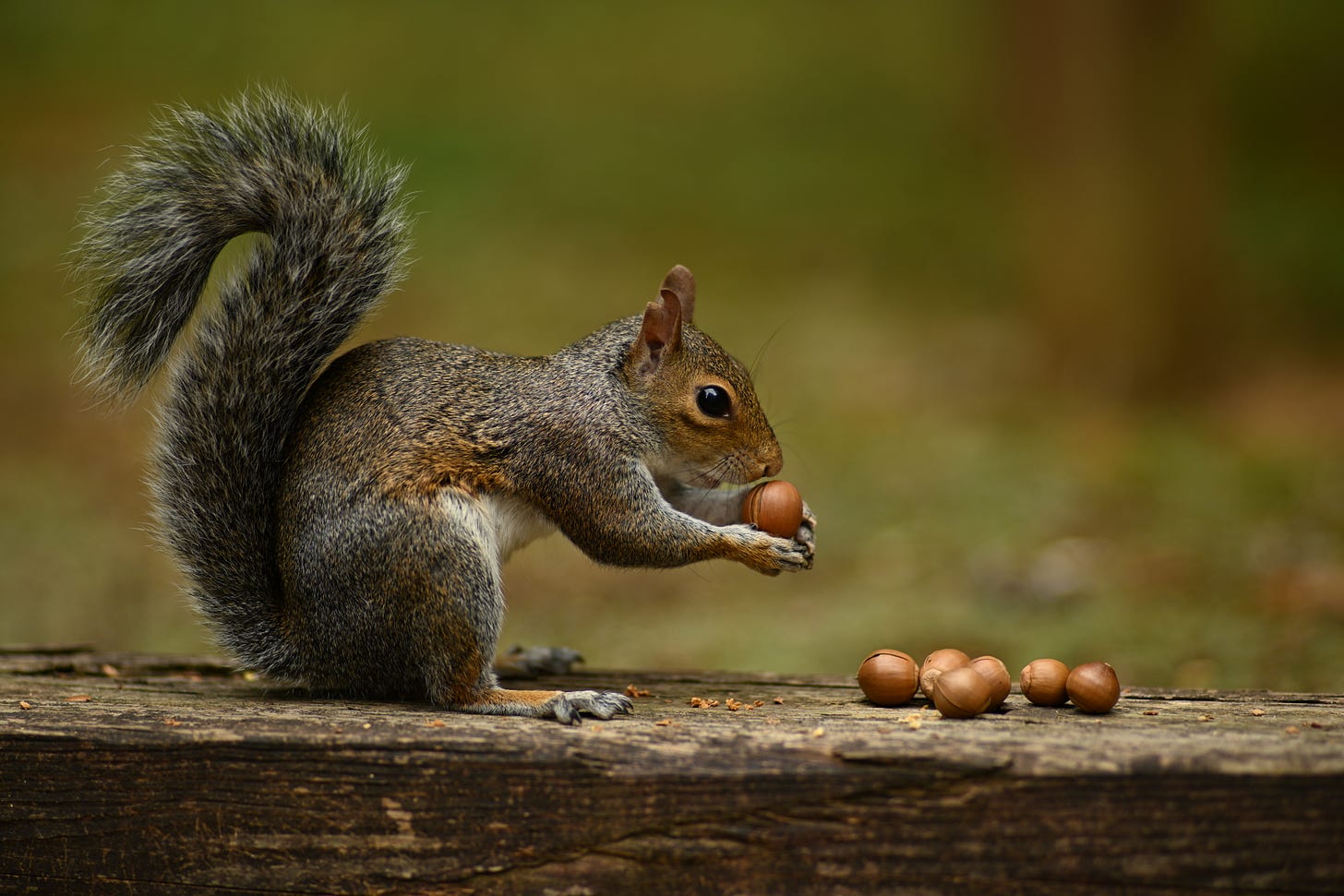 File:Eastern Grey Squirrel with Acorns.jpg - Wikimedia Commons File:Eastern Grey Squirrel with Acorns.jpg - Wikimedia Commons