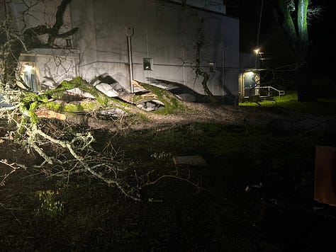 uprooted trees in the dark