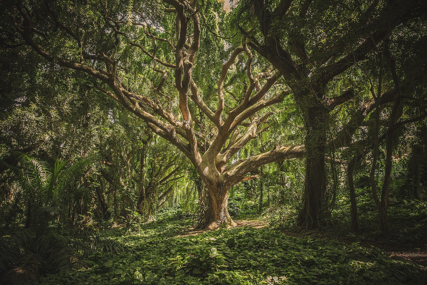 File:Wild tree in nature.jpg - Wikimedia Commons