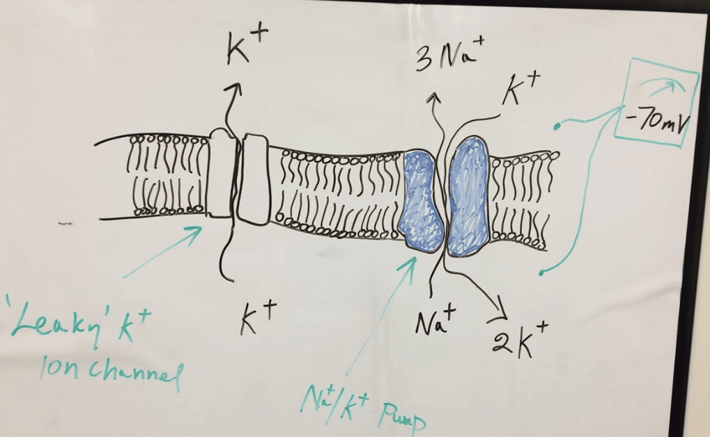 Cell at resting potential Cell at resting potential