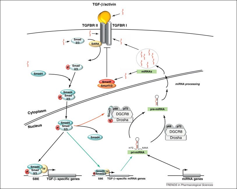 Crosstalk between TGF-β signaling and the microRNA machinery: Trends in Pharmacological Sciences Crosstalk between TGF-β signaling and the microRNA machinery: Trends in Pharmacological Sciences