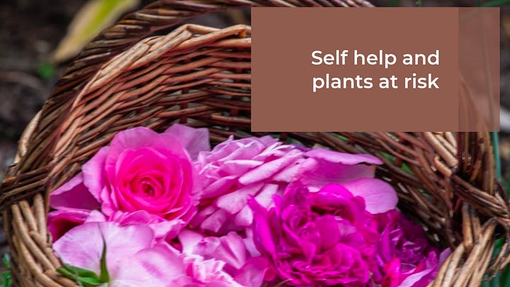 Images of rose harvest and shelf of preparations