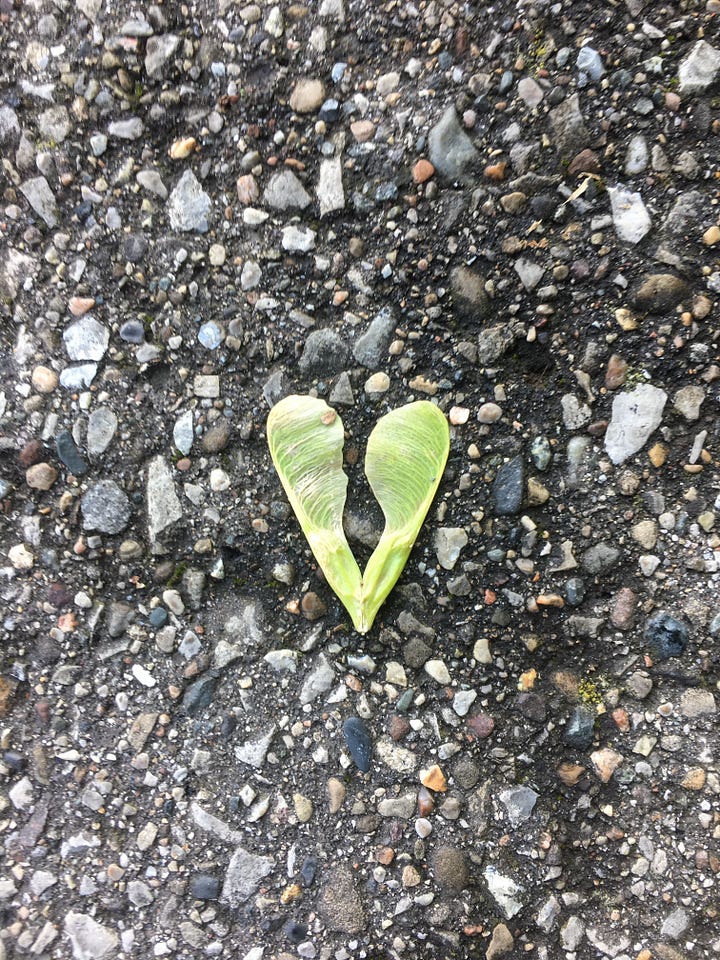 Newly emerging maple leaves in spring; Maple samara on pavement