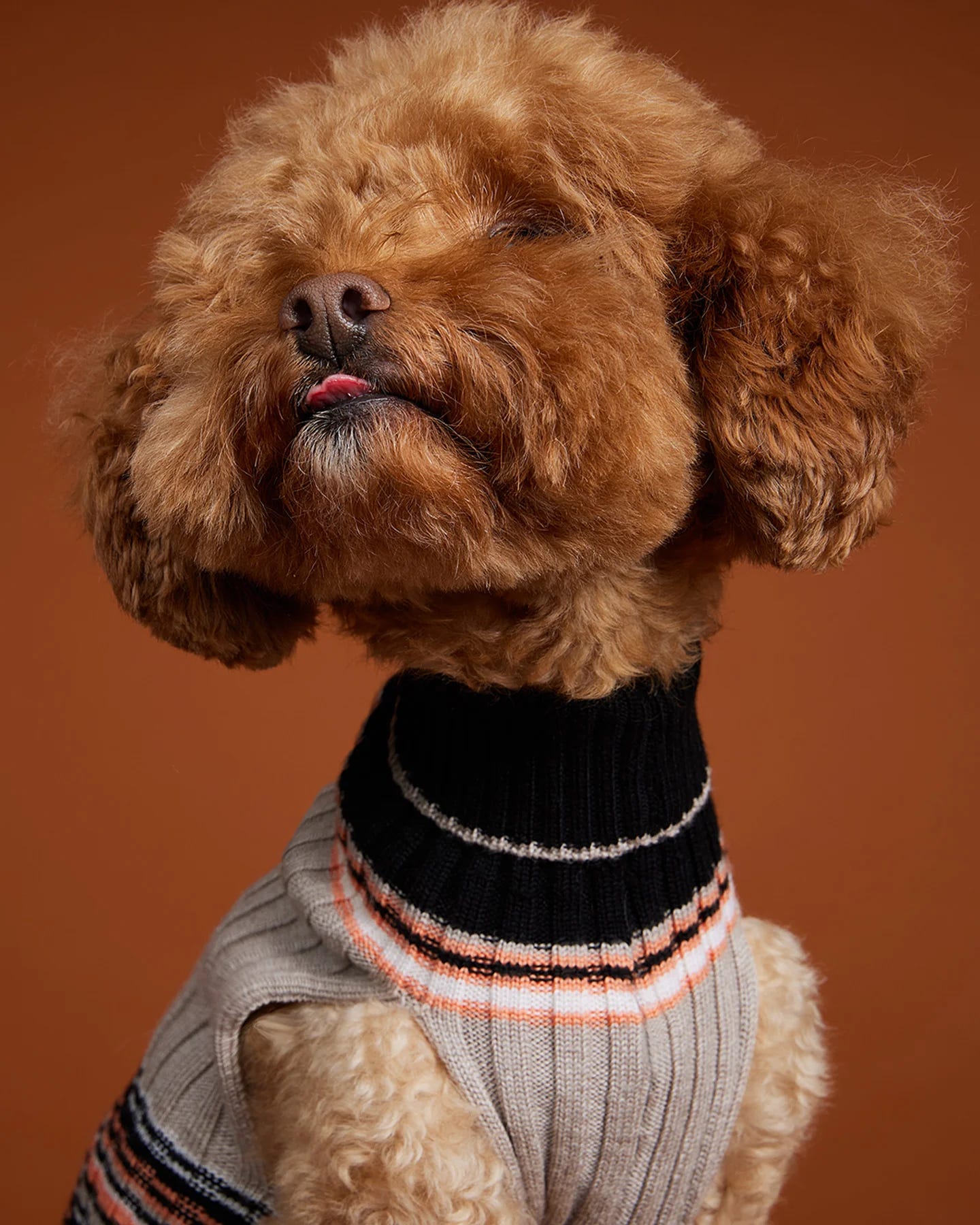 Houndsome dog wearing jumper