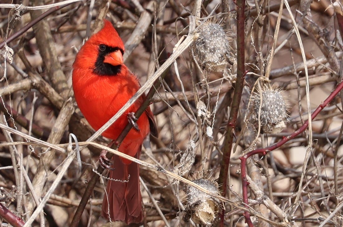 A male northern cardinal with all bright red feathers and a black mask sits on a branch among leafless dry shrubs.