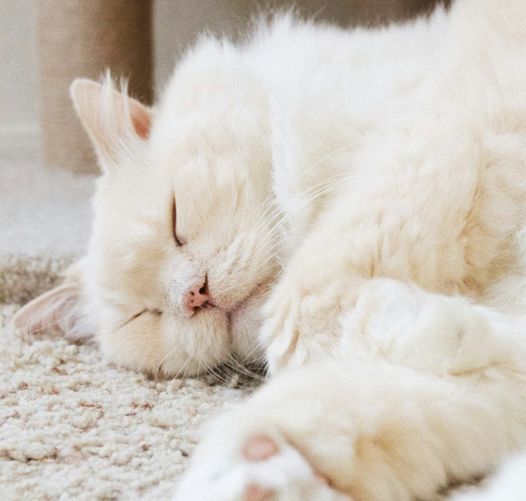 white cat on floor