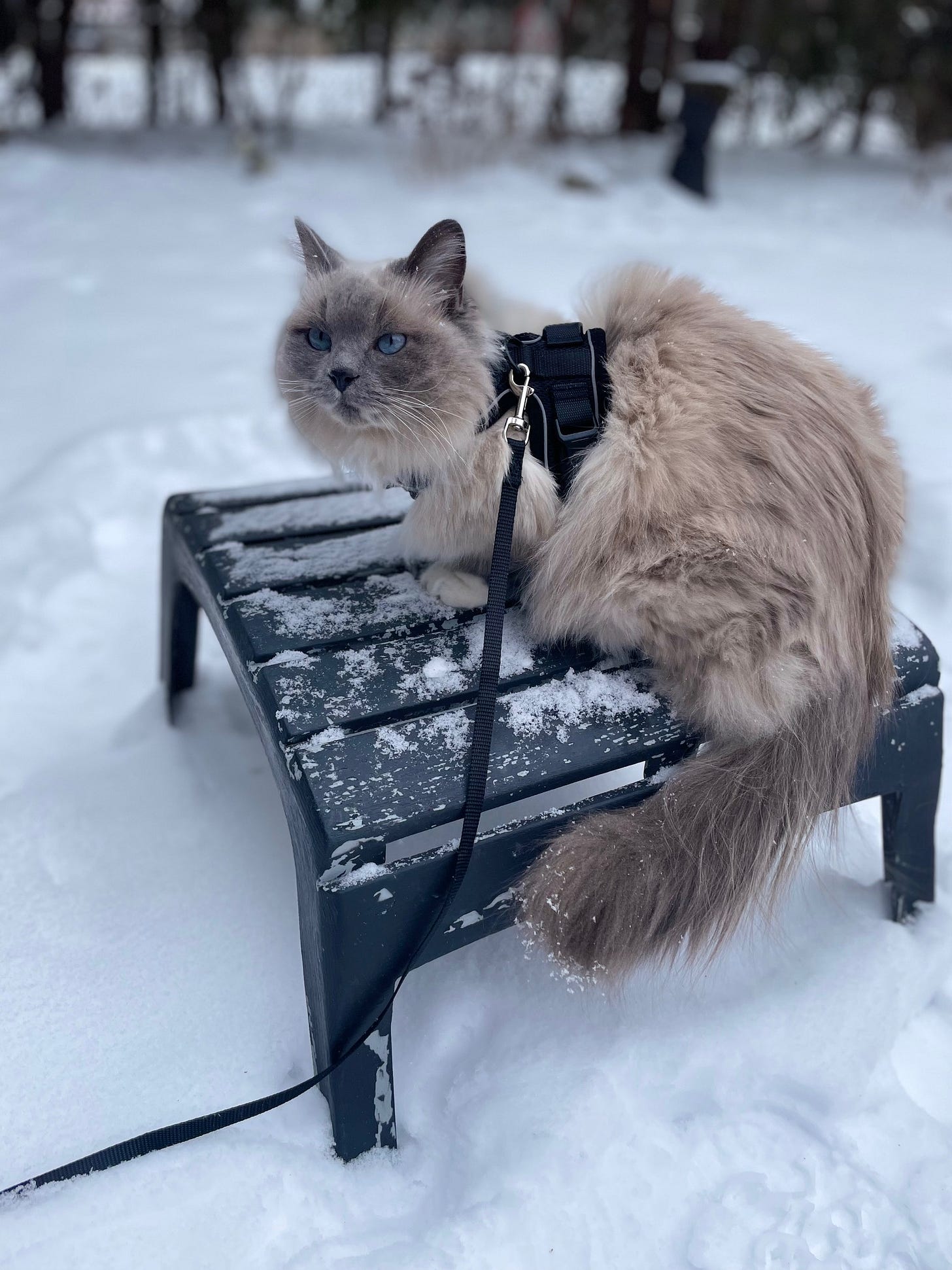 Seffi, my ragdoll cat, outside on a footstool, looking out at birds in the distant. There’s snow on the ground and she’s wearing a harness attached to a leash.