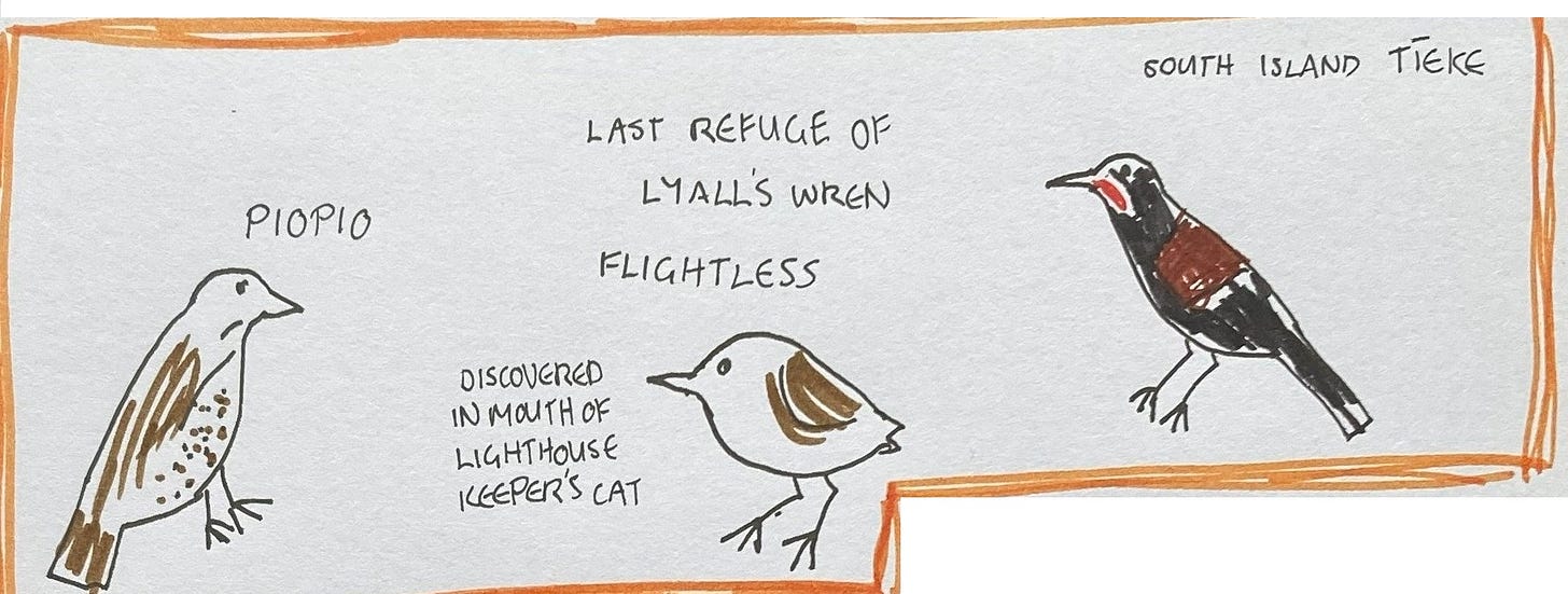 Pen drawings of three birds, piopio, Lyall's wren and tīeke