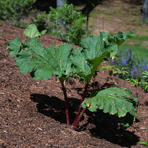 A triptych showing three different red stemmed rhubarb plants with large ruffled green leaves.