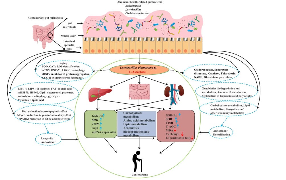Structure and function characteristics of gut microbiota in centenarians and potential longevity mechanism. Wu, L., et al. npj Biofilms Microbiomes 8, 102 (2022).