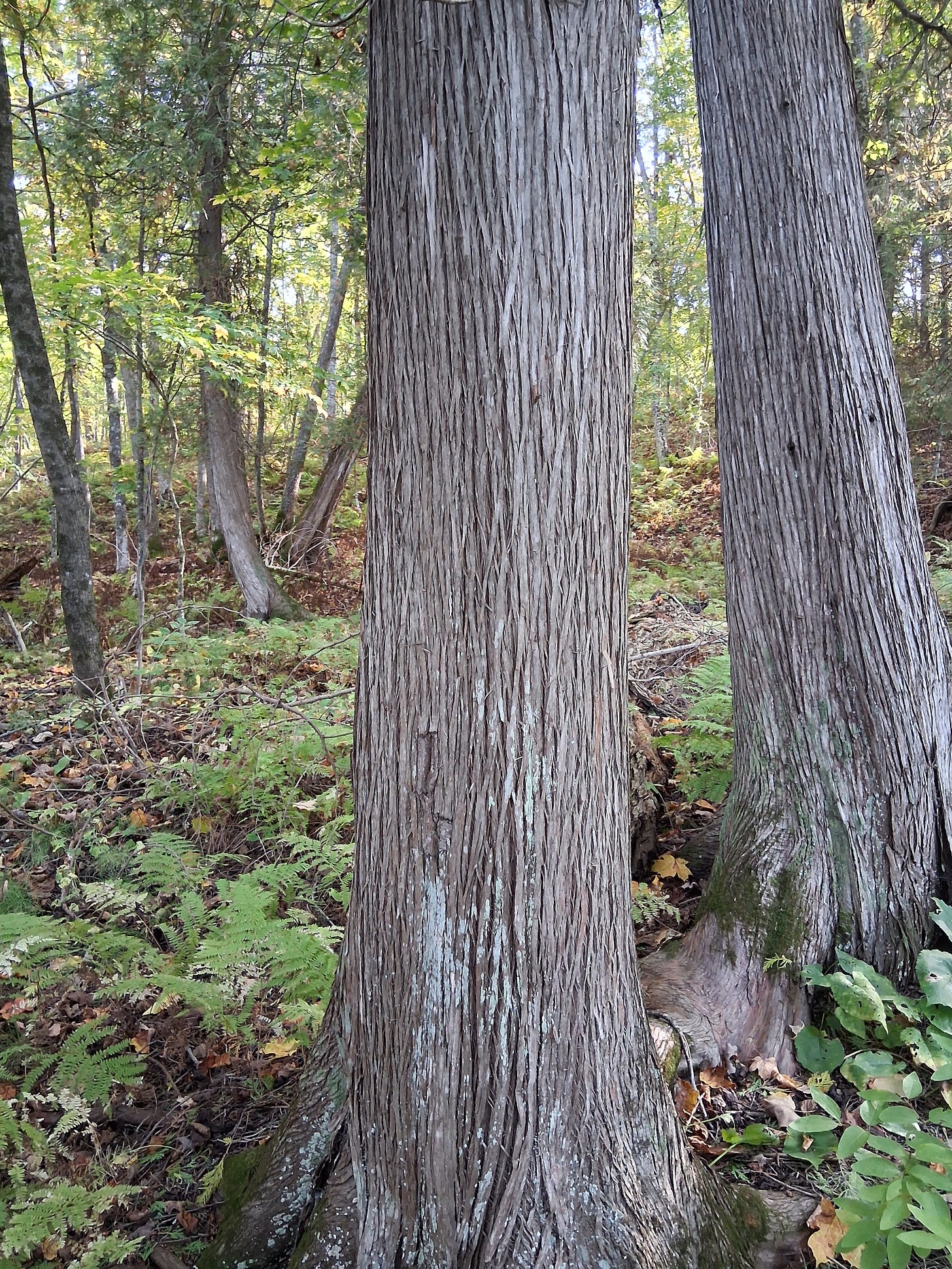 White Cedar bark in forest