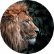 Lively Body ∞ Lion Heart