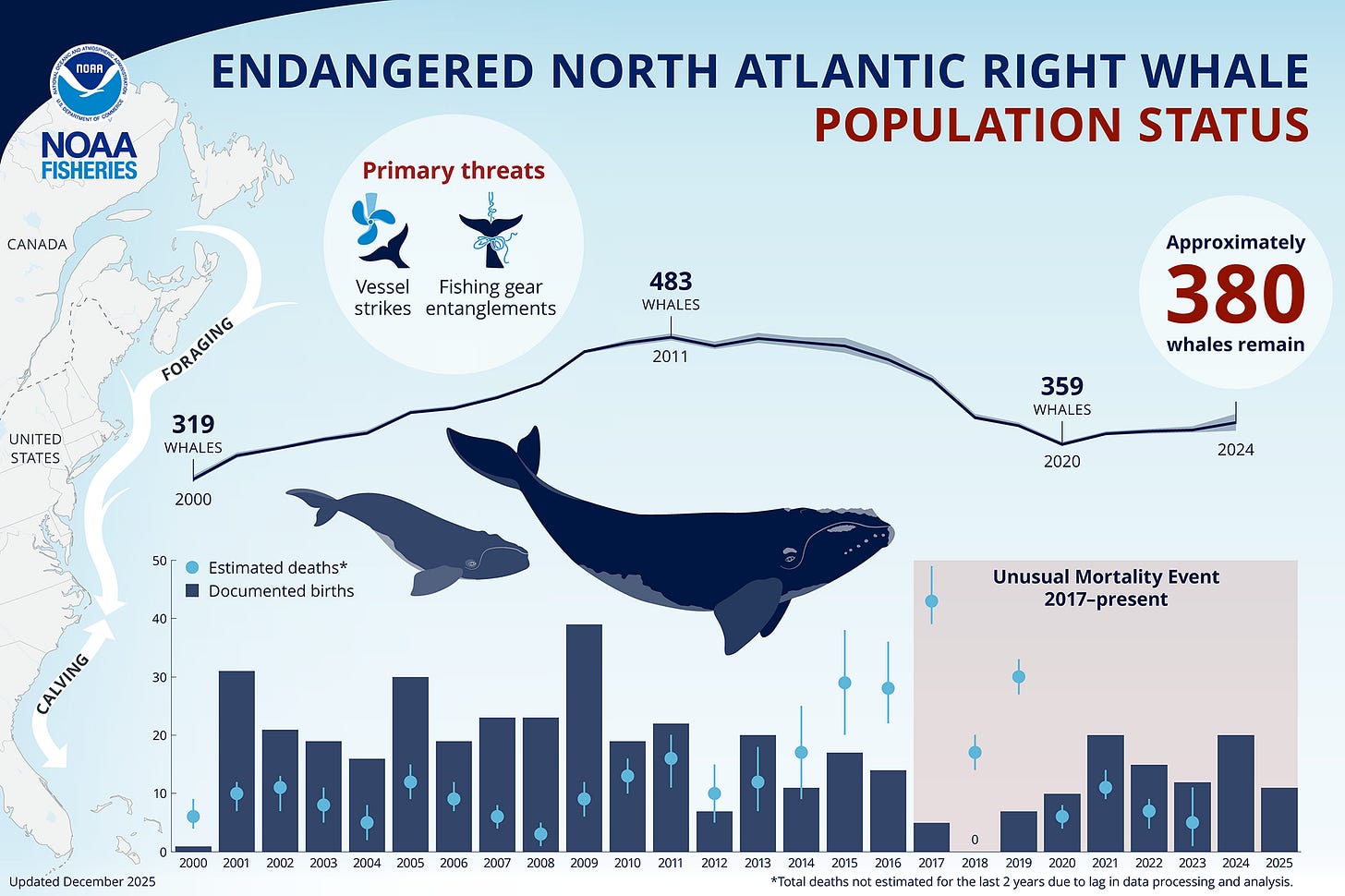 An infographic showing annual population estimates for North Atlantic right whales between 2000 and 2025. The infographic also shows the annual calf count for those years. 