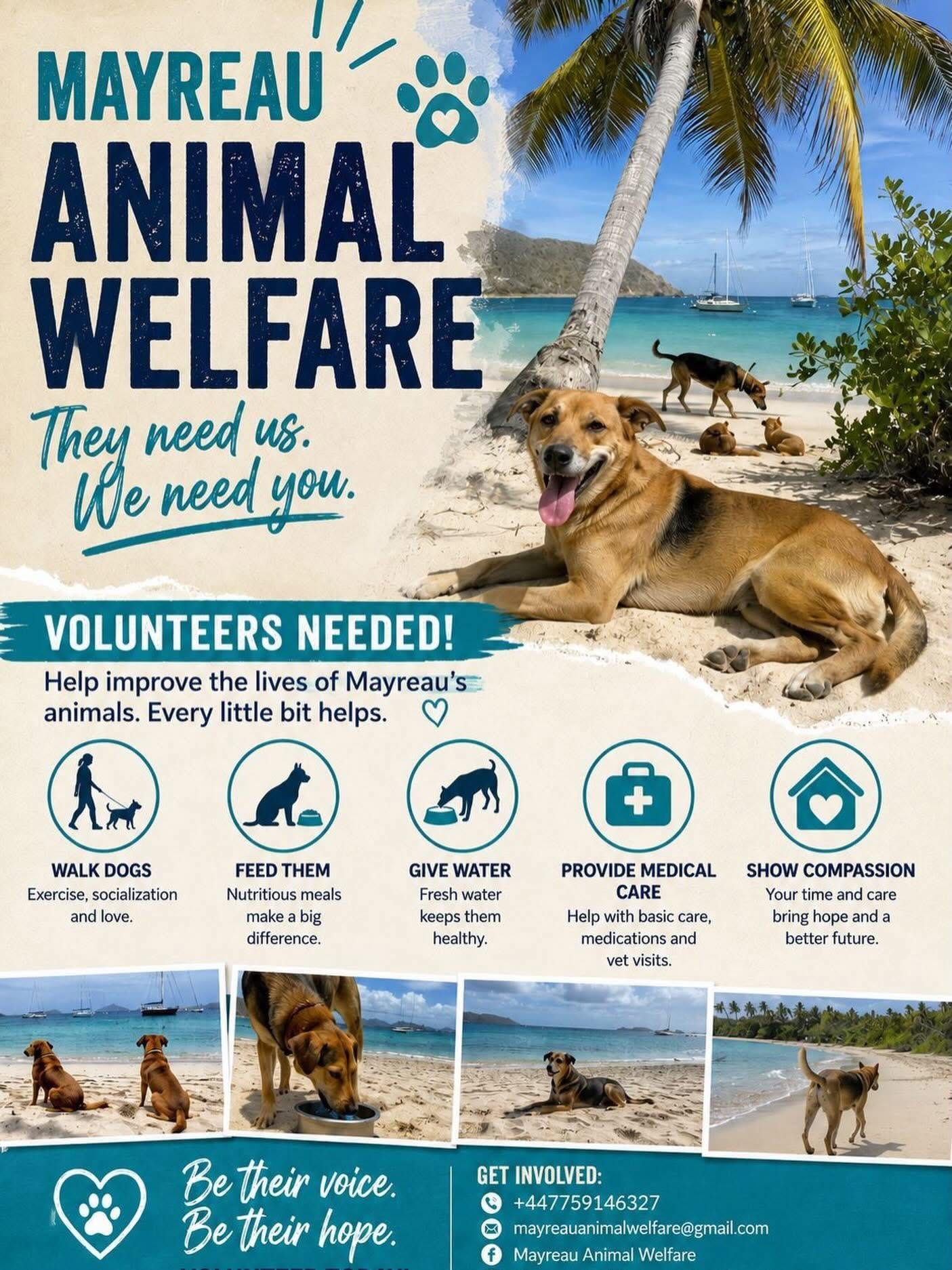 Volunteer With Caribbean Street Animals