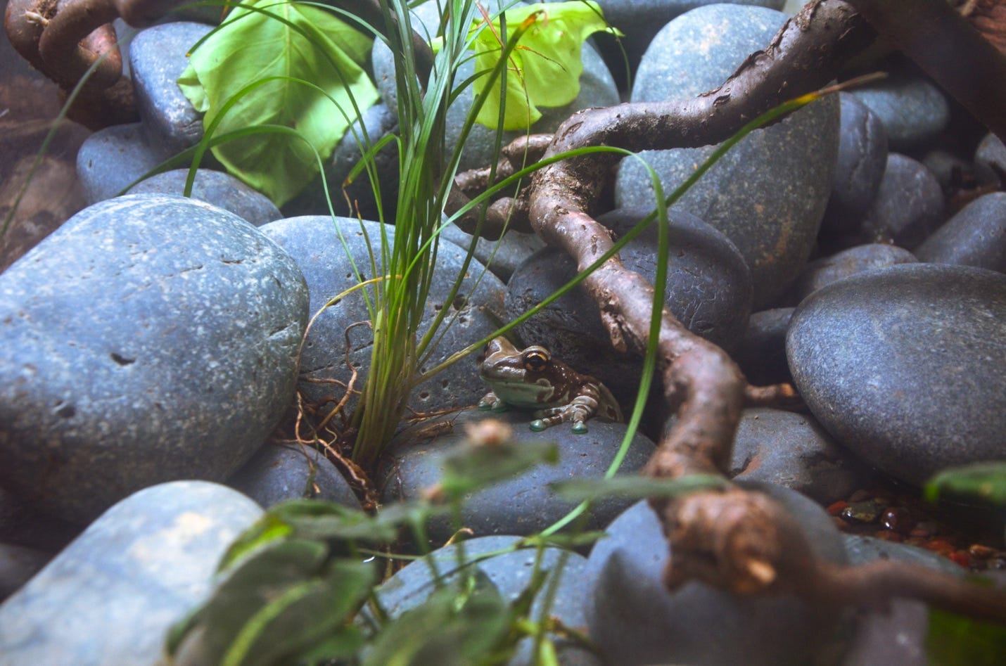 A frog on a rock

AI-generated content may be incorrect.