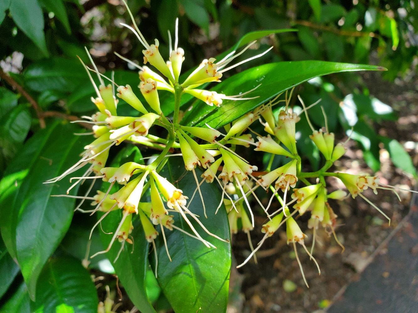 Syzygium luehmanii [fruit buds] 20221119_143754 sml.jpg