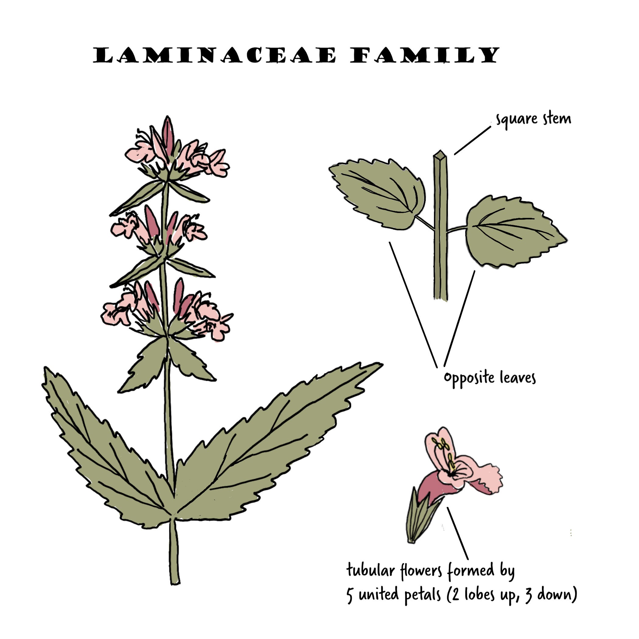 The Lamiaceae Family - by Nina Veteto - Blue Ridge Botanic