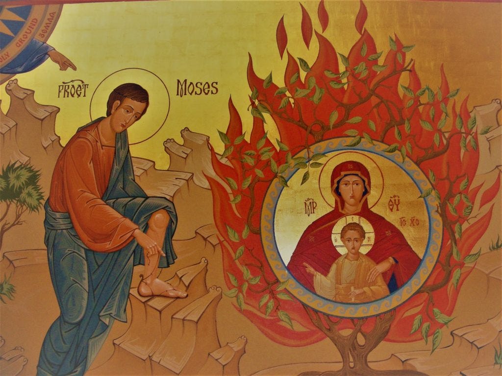 FINDING NEW MEANING IN THE CHRISTMAS TREE - Come Into The Word with Sarah  Christmyer | Bible Study | Lectio Divina | Journals | Retreat