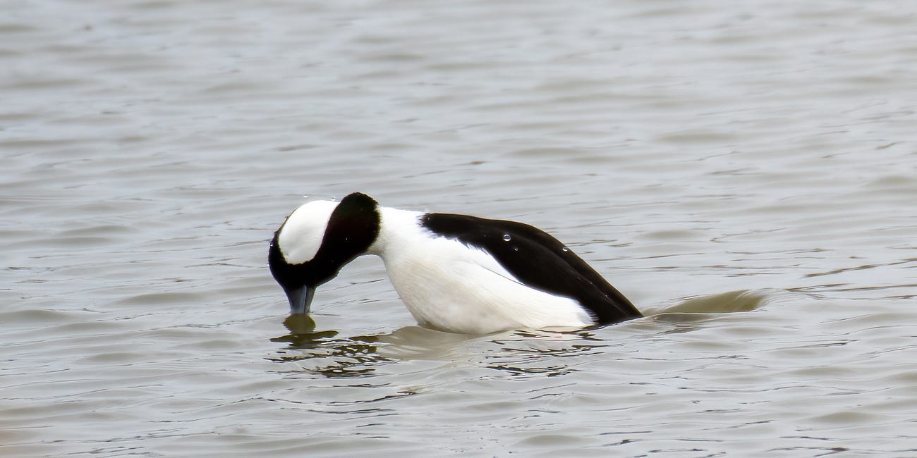 Bufflehead