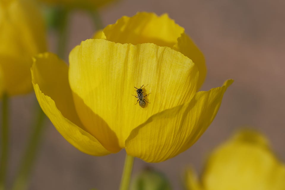 Mojave poppy bee on flower. Photo: Zach Portman Mojave poppy bee on flower. Photo: Zach Portman