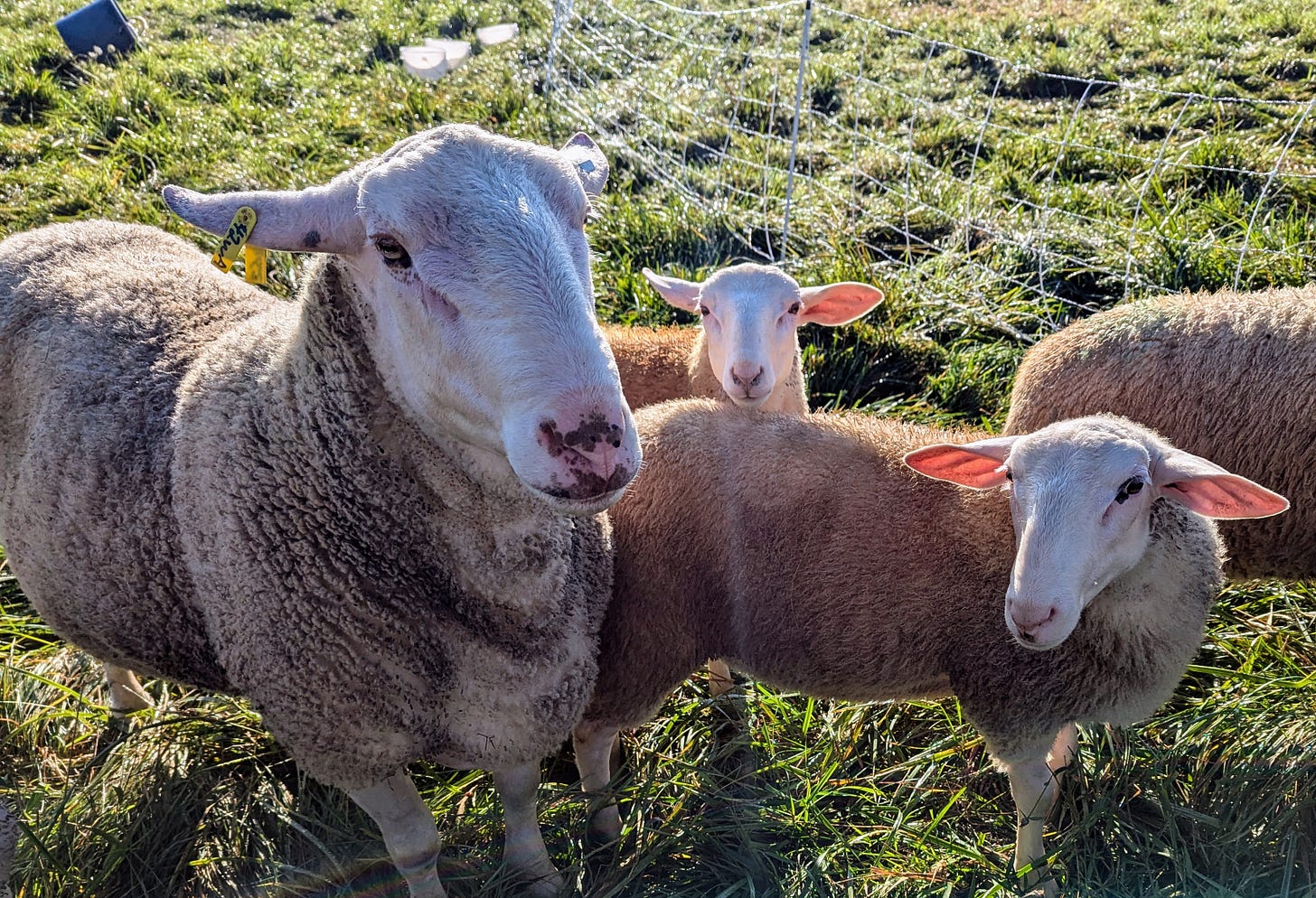 Ram and adult lambs in pasture