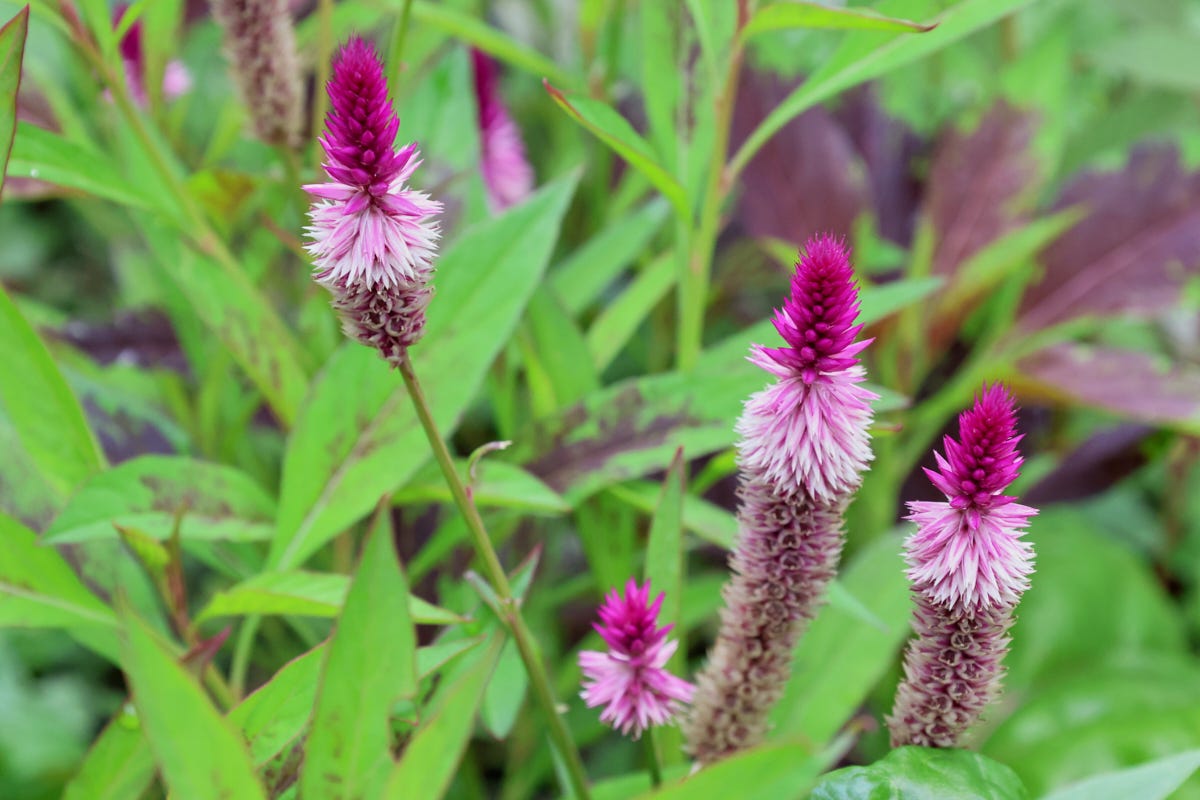 lagos spinach celosia plants and blooms
