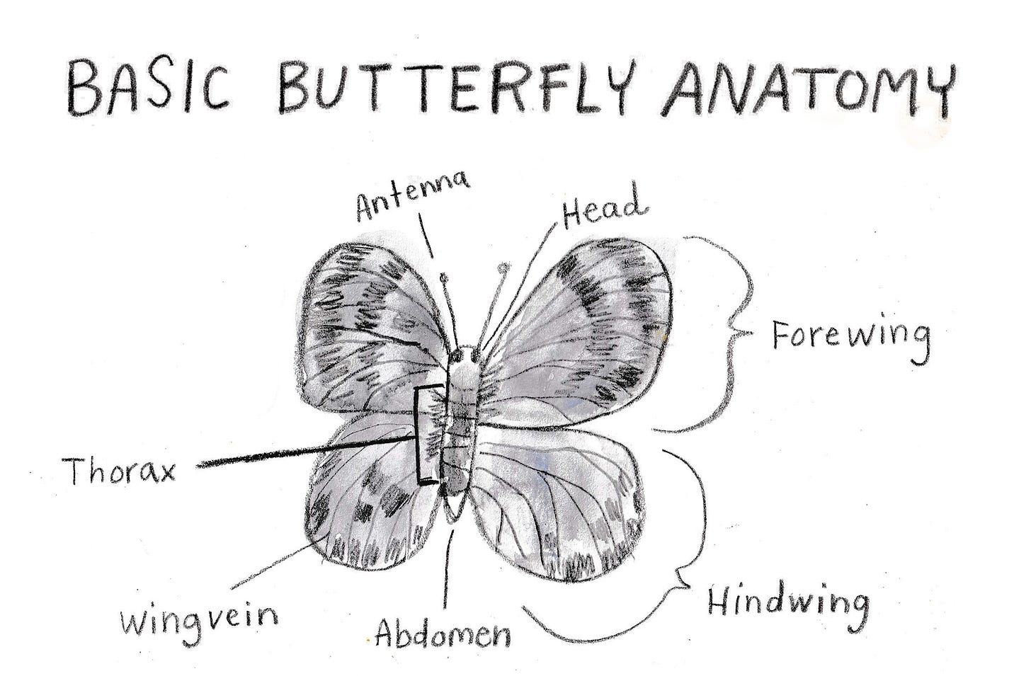 butterfly anatomy by Beth Spencer