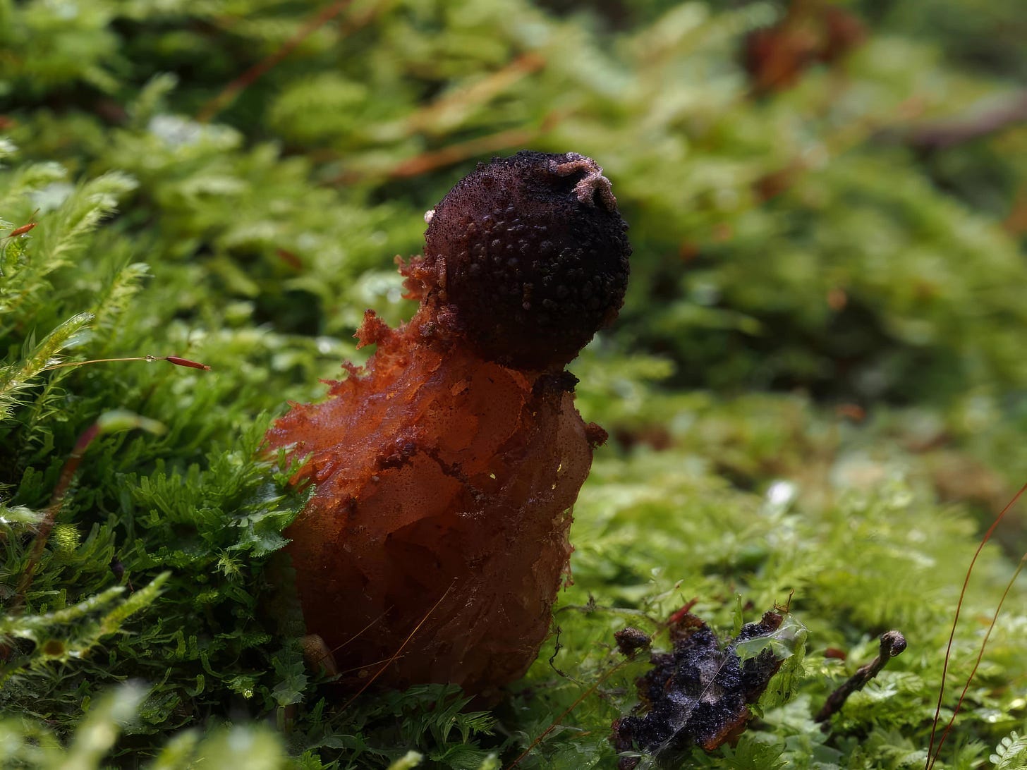 Calostoma rodwayi 