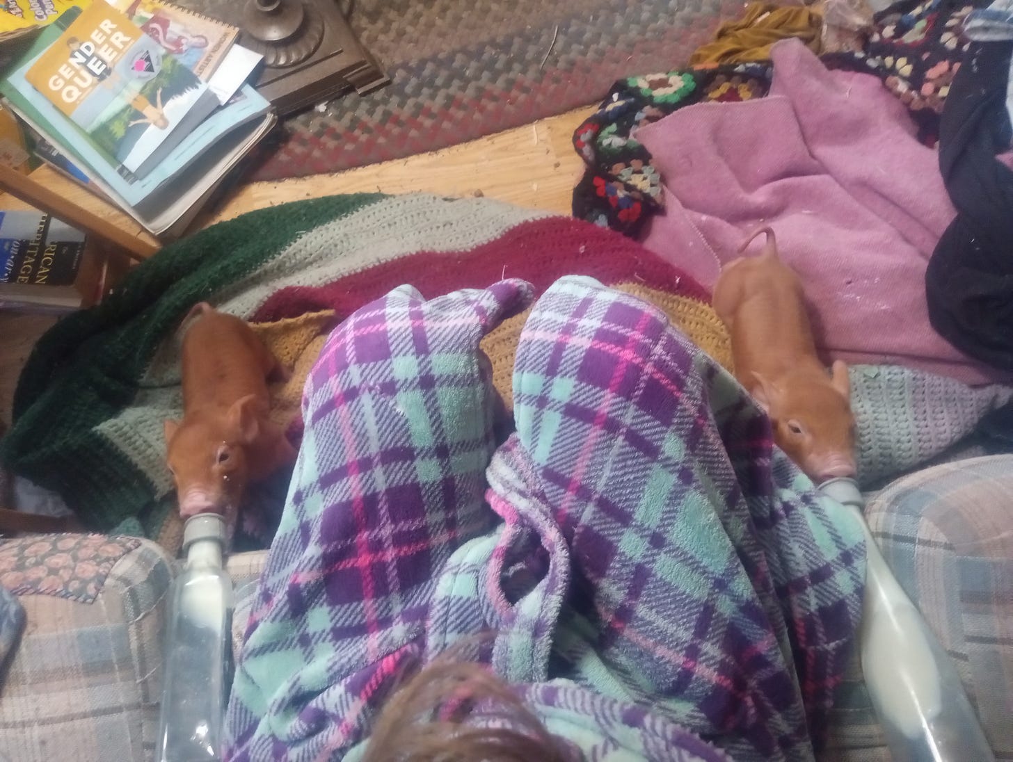 A cozy indoor scene with a person wearing purple and mint green plaid pajama pants, sitting or lying down. Two small orange-brown piglets drink milk from bottles.