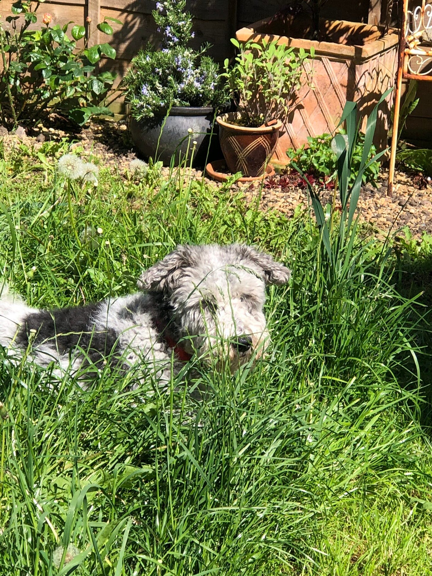 sally rogers dog