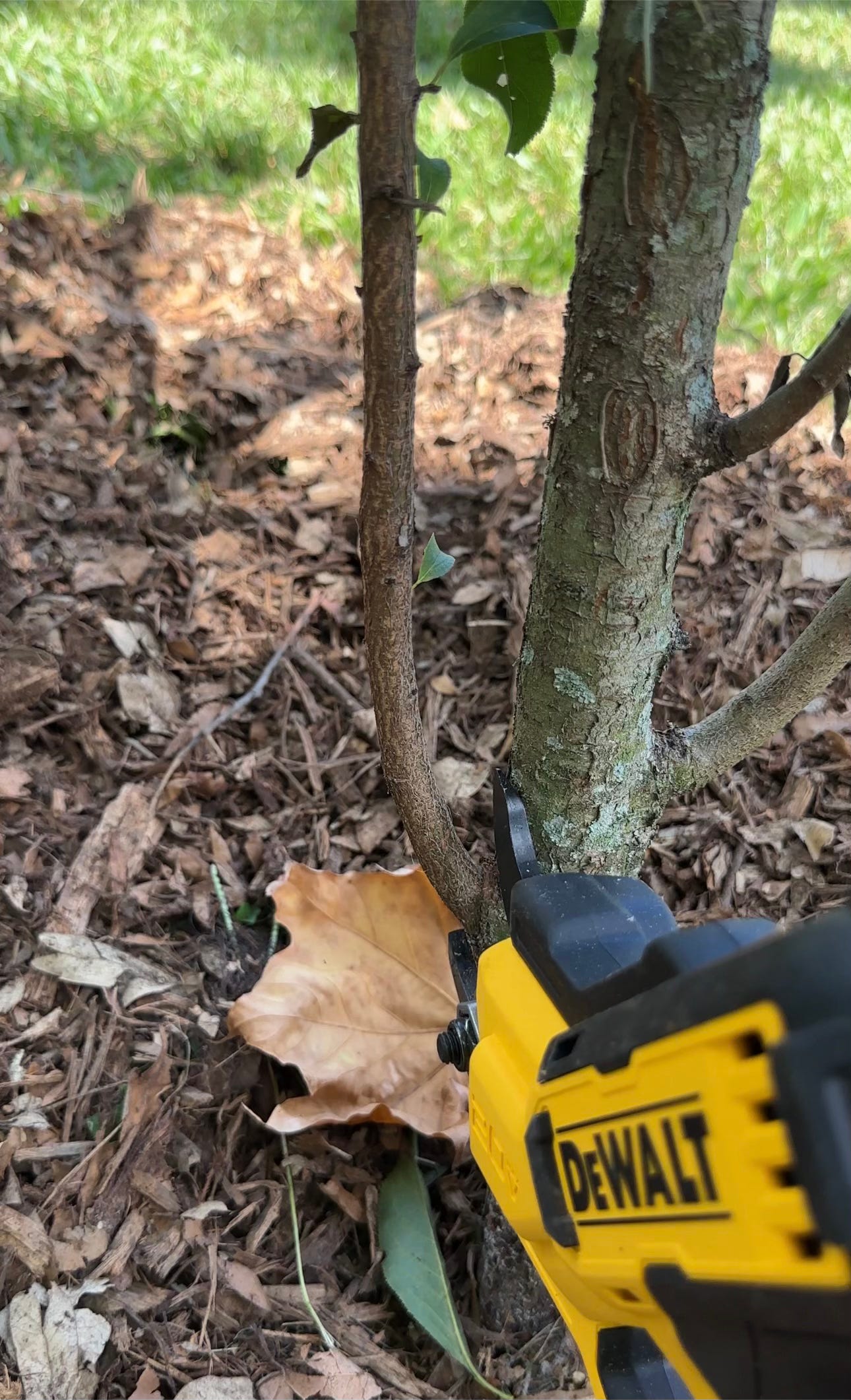 A yellow and black saw pruning off the lowest branch of a fruit tree.