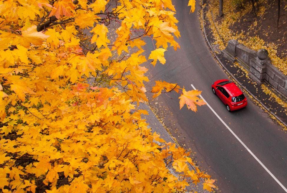 11 Epic Fall Foliage Road Trips To Drive This Year