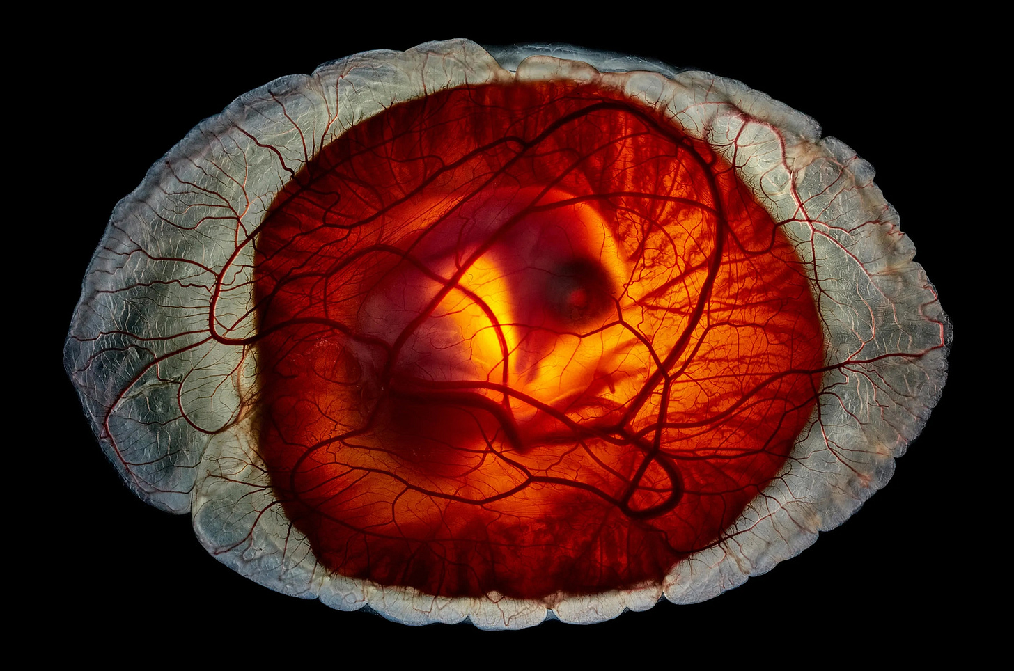 Chicken or egg? Photograph by Anand Varma, National Geographic https://www.nationalgeographic.com/photography/graphics/pictures-of-the-year-2025