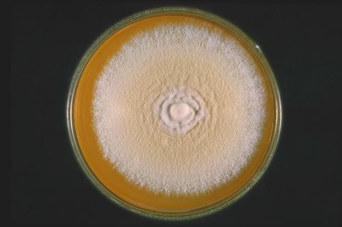 The New Fungal STI Hiding in Plain Sight (Pathogen Dispatch #1)