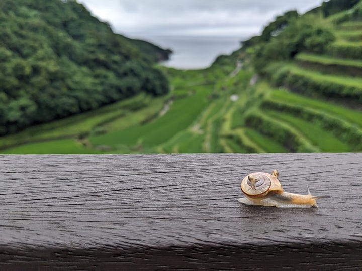 Oura Rice Terraces and Terraced Rice Fields of Hamanoura.