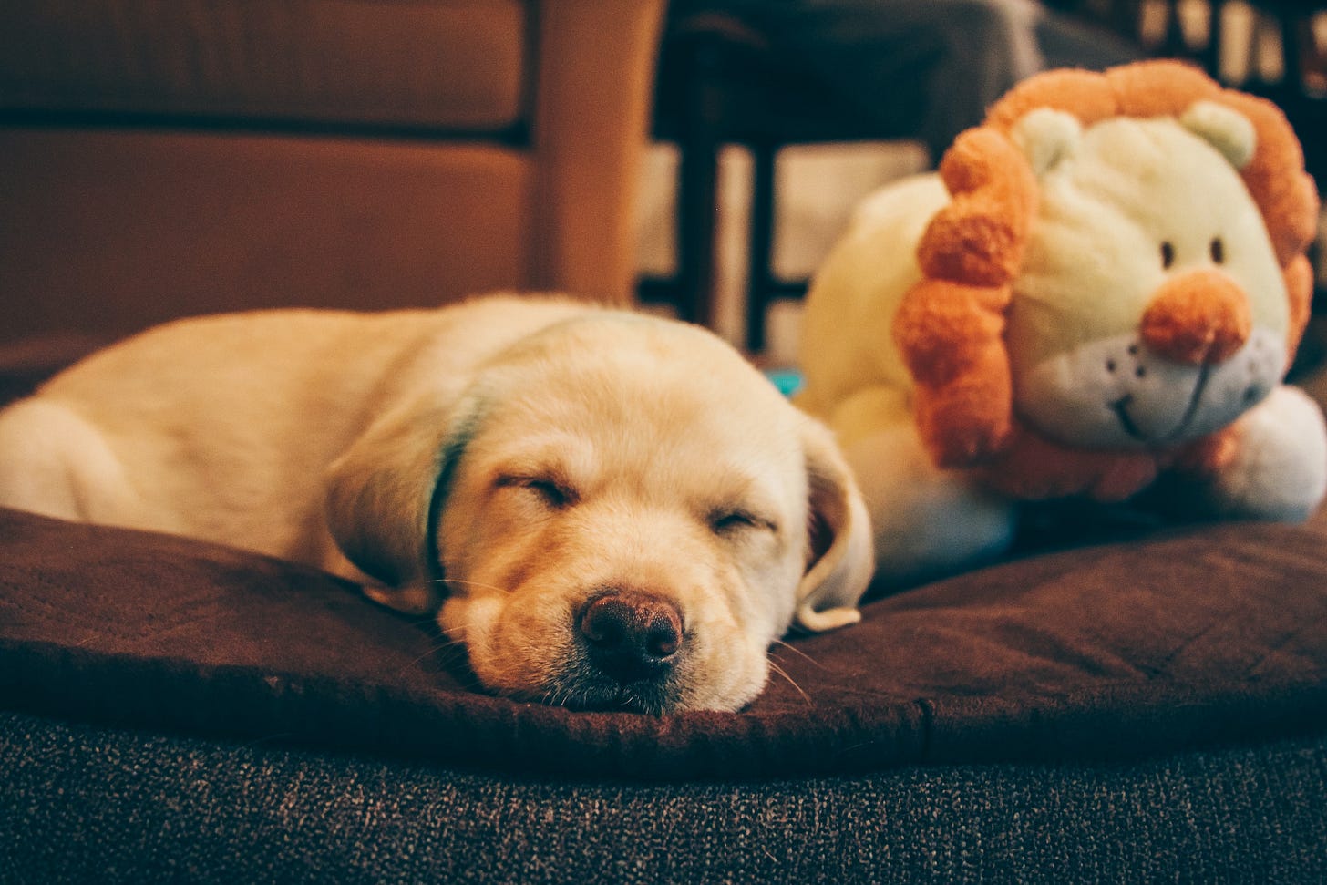 Golden Retriever puppy besides the lion plush toy Golden Retriever puppy besides the lion plush toy