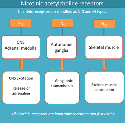 nicotinic receptors 
