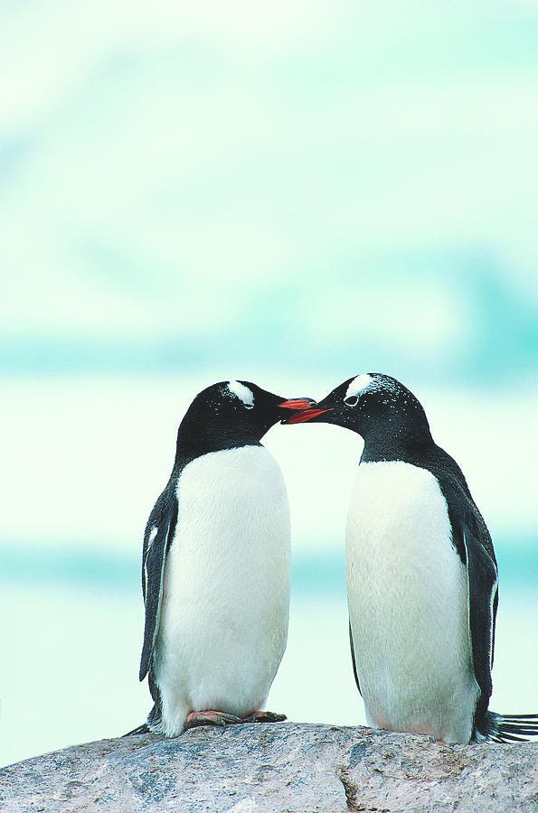 Two Penguins Touching Beaks by Joel Simon
