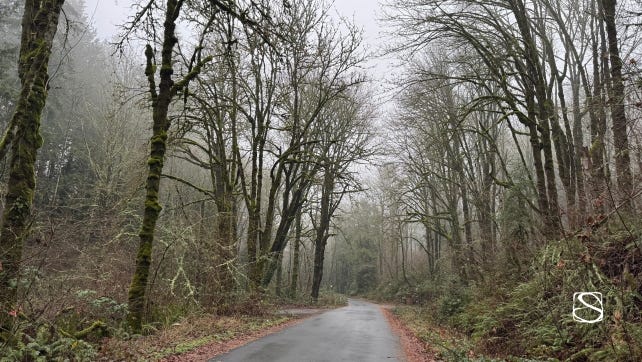 Photo of foggy road and forest in Happy Valley, Oregon