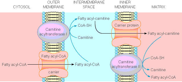 l carnitine and triglycerides The 3rd Most Impactful Supplement For Well Being, Bodybuilding