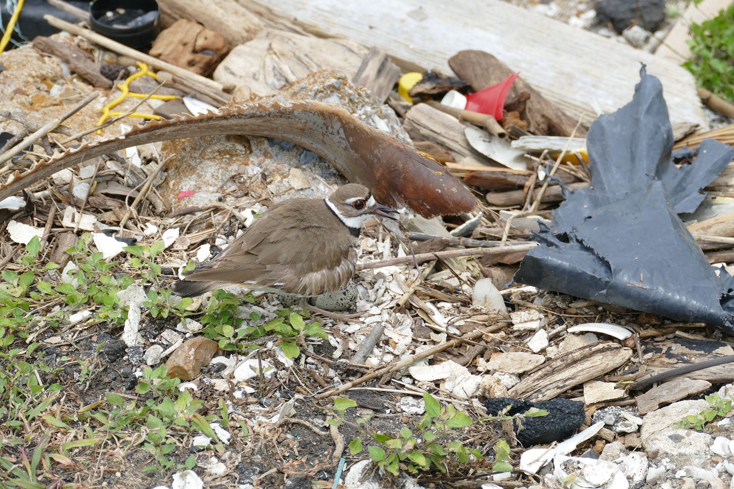 Killdeer in trash-ridden nesting ground