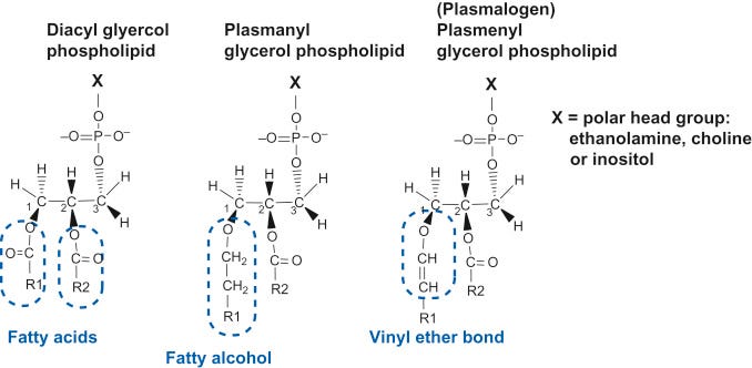 Plasmalogen - an overview | ScienceDirect Topics