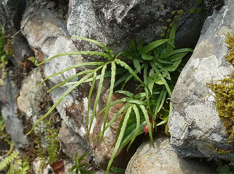 Pteris multifida, Pteris vitata, um... arsenic