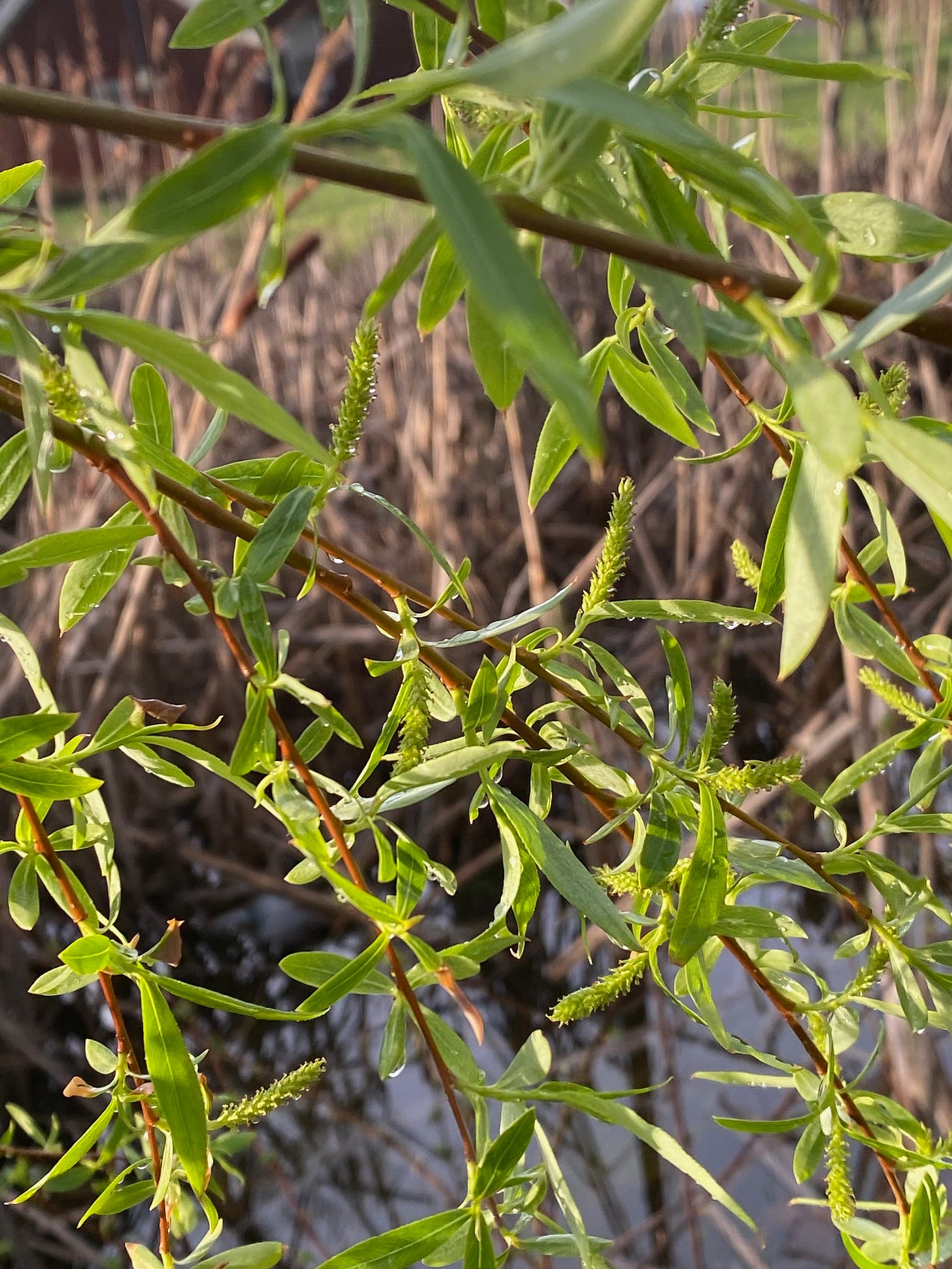Green, female flowering catkins of willow 