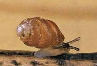 Species Profile Browser · Species Profile
