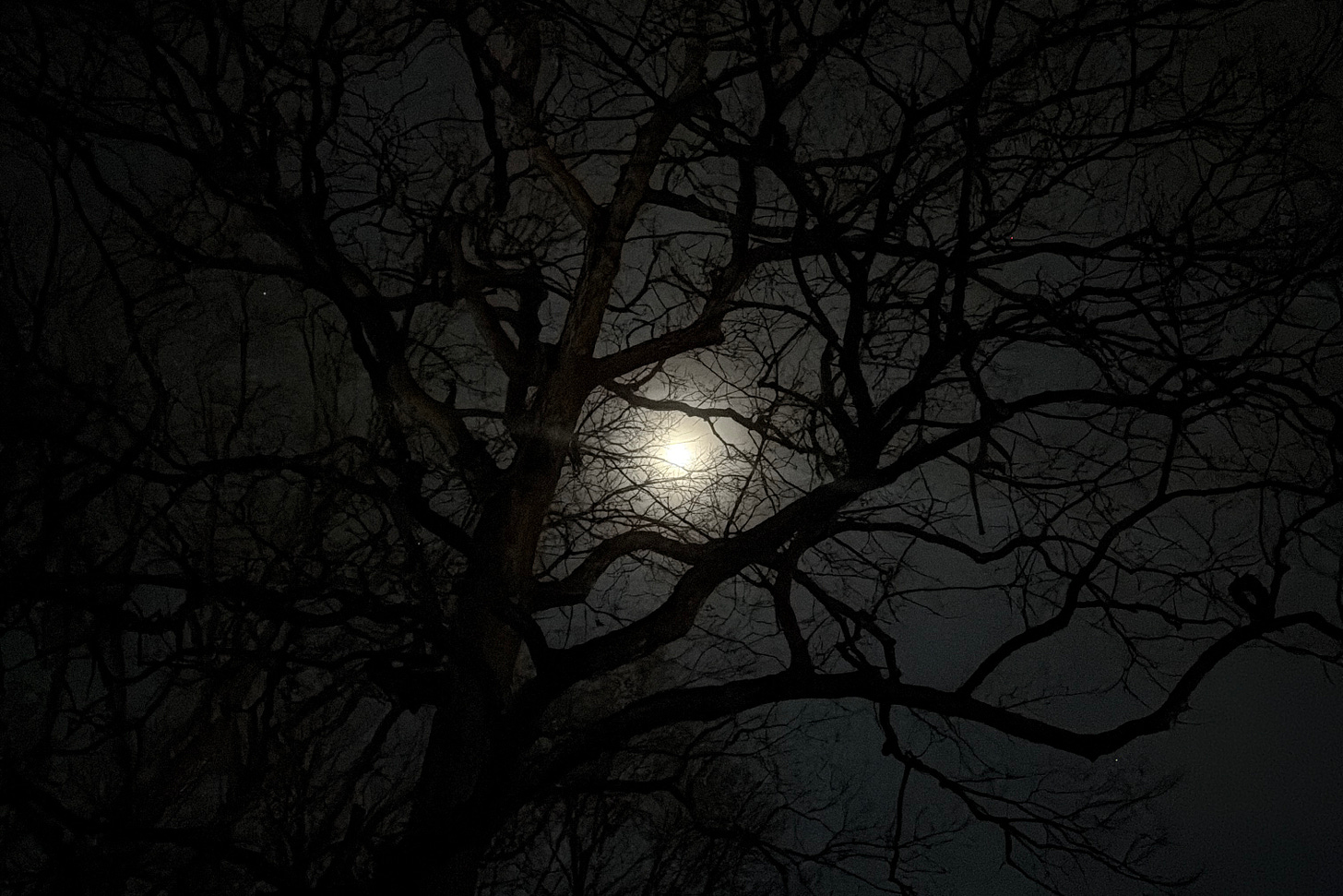 moonglow obscured by haze and a leafless oak tree